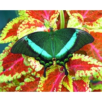 WORLD SWALLOWTAIL PUPA COLLECTION 10 pupae WORLD SWALLOWTAIL PUPA COLLECTION 10 pupae